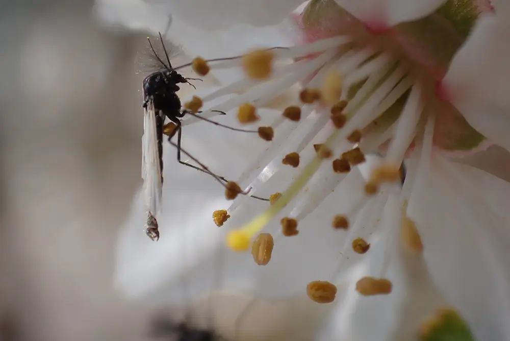 Los efectos negativos que el cambio climático tiene sobre los insectos son sumamente importantes.