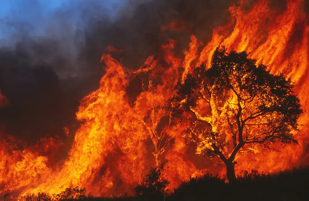 Las llamas arrasan un entorno forestal.