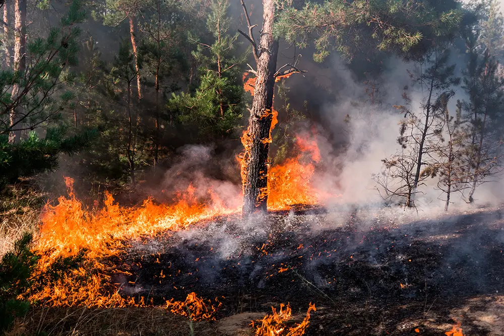 Un incendio arrasa un terreno forestal.