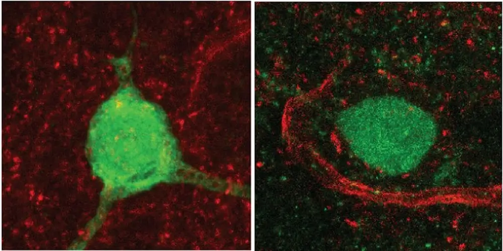 Imagen del cerebro de ratón con neuronas productoras de vasopresina (en verde) y conexiones excitadoras que contactan con estas células (en rojo).