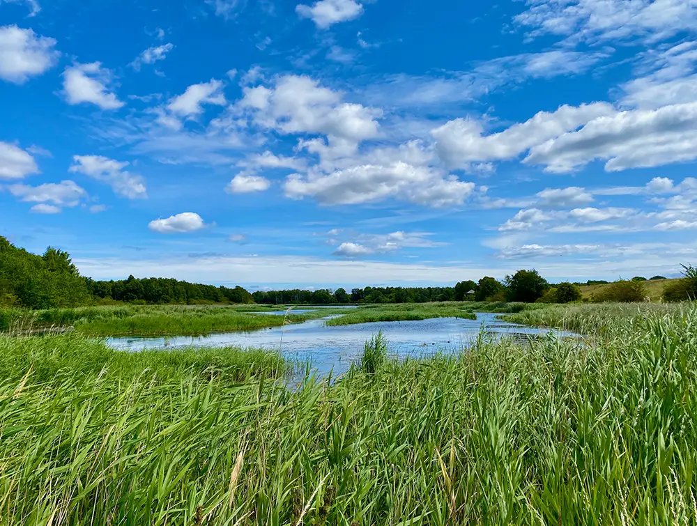 Paisaje de humedal en Kalvebod Fælled, Naturpark Amager, Dinamarca.