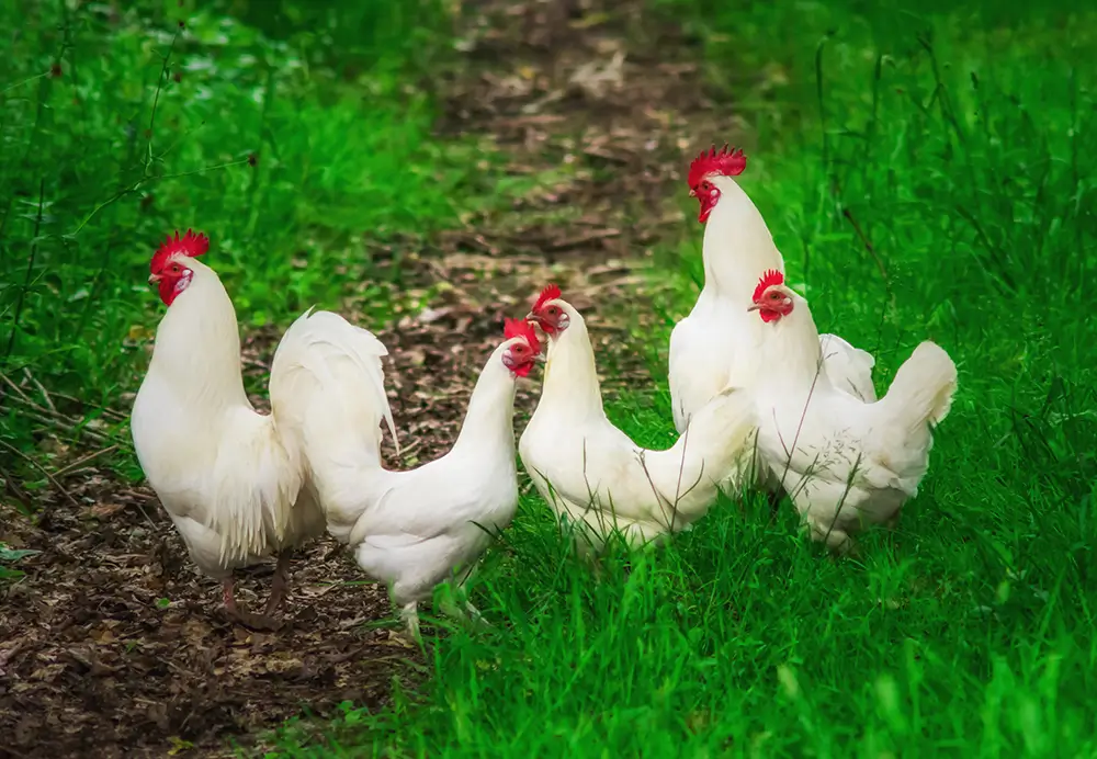 Un grupo de gallinas blancas sobre el cesped.