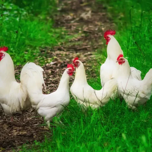 Un grupo de gallinas blancas sobre el cesped.